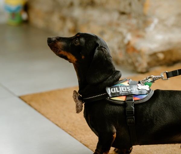 Dachshund dog dressed in bow tie ready for a walk at a wedding