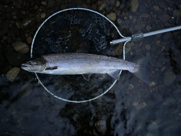 salmon fly fishing the river coquet