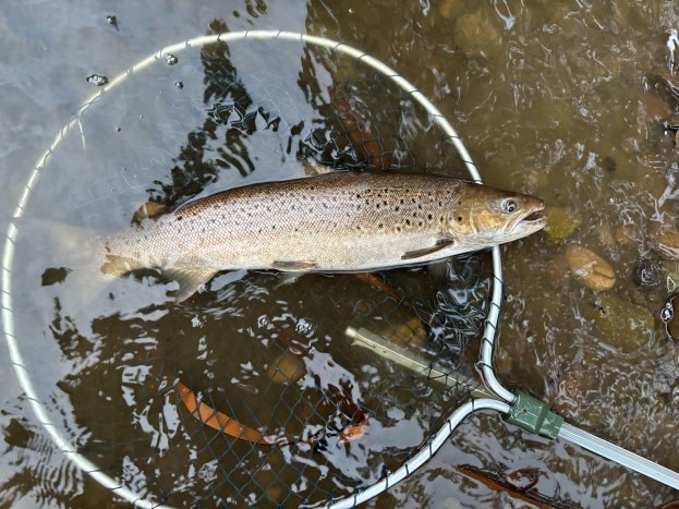 river coquet sea trout salmon fishing